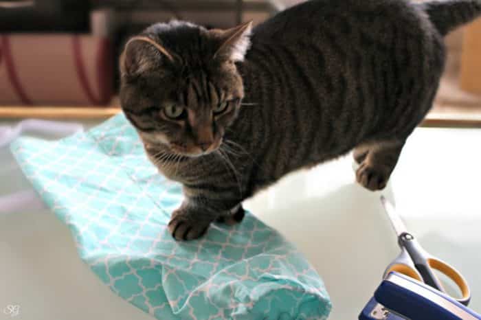 Turbo the Munchkin Cat, Plastic Bag Dispenser